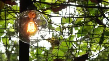 light bulb in nature, alternative energy 