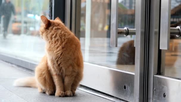Red Cat Looking Outdoor — Stockvideo