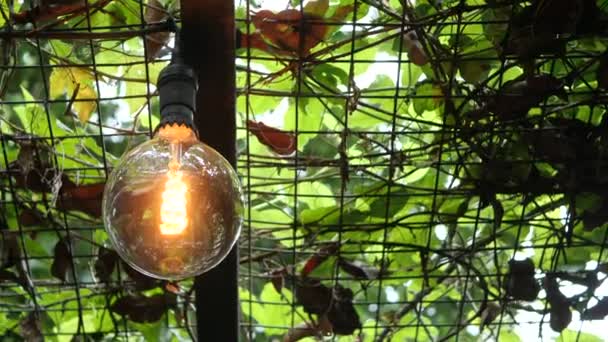 Лампочка Природі Альтернативна Енергія — стокове відео