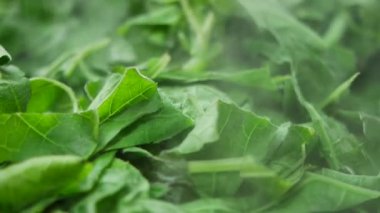 Taze ıspanak yapraklarını tencerede pişiriyorum. .