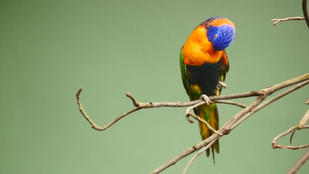 Pequenos Papagaios Estão Ramo Contra Fundo Verde Com Espaço Cópia — Vídeo de Stock