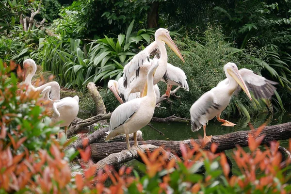Pelícano Salvaje Zoológico Singapur —  Fotos de Stock