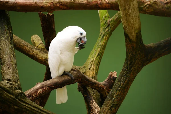 Wielka Biała Papuga Spoczywa Naturze — Zdjęcie stockowe