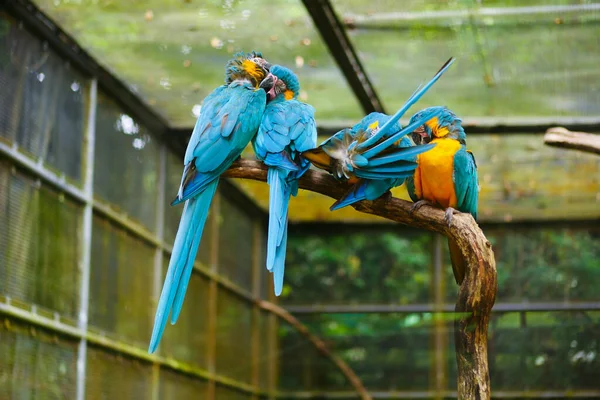 Cztery Niebiesko Żółte Macaw Spoczywające Brunchu — Zdjęcie stockowe