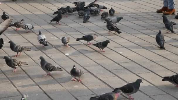 鳩の餌を床にやる — ストック動画