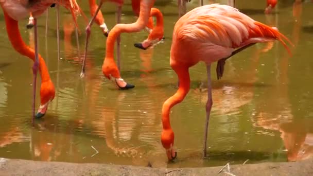 Una Bandada Flamencos Rojos Rosados Enjambre Zoológico Singapur — Vídeo de stock