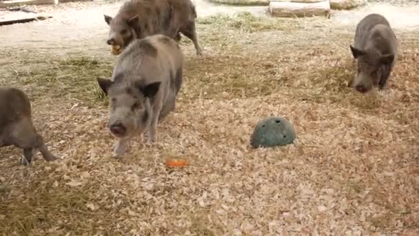 Cerdo Salvaje Charco Zoológico Singapur — Vídeos de Stock