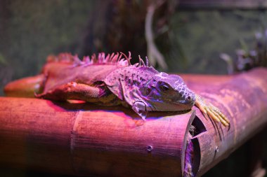 A Frilled Lizard sitting on a log