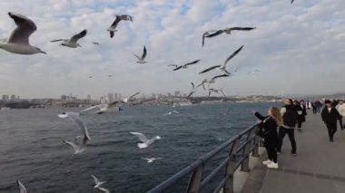 Türkiye istanbul 12 Mart 2023 Mavi gökyüzünde uçan martılar ,