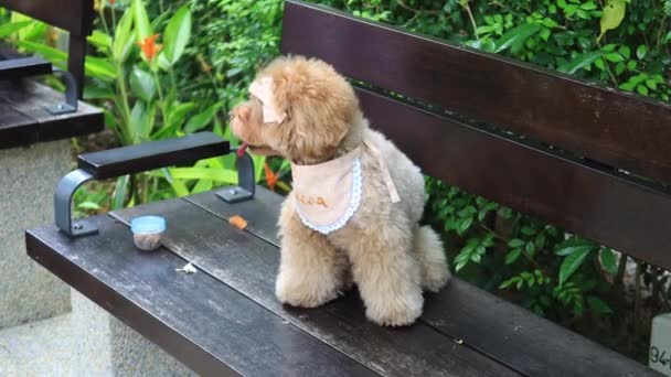 可爱的小鹦鹉 坐在公园的长椅上 — 图库视频影像