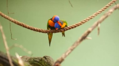 Küçük papağanlar, kopyalama alanı olan yeşil arka plana karşı dururlar .