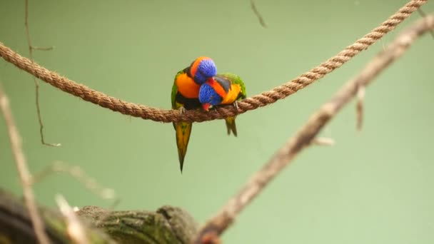 Kis Papagájok Állnak Ágon Zöld Háttér Másolási Hely — Stock videók
