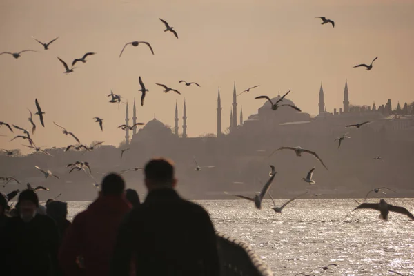 Sirályok Repülnek Kék Égen Egy Napos Nyári Napon Isztambulban — Stock Fotó
