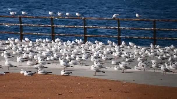夏日阳光灿烂 海鸥在蔚蓝的天空中飞翔 — 图库视频影像