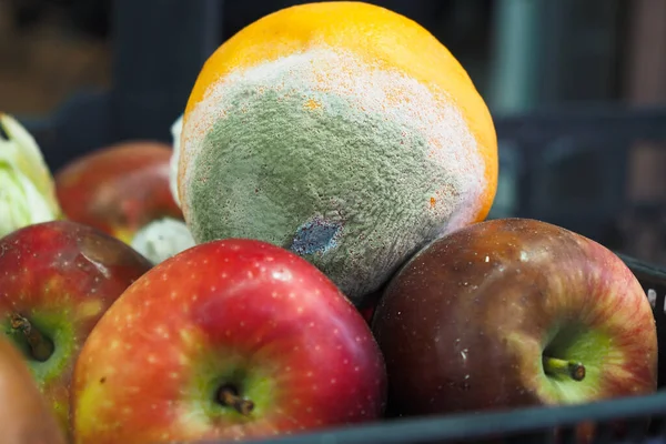 stock image Gray Mold on orange fruit close up ,