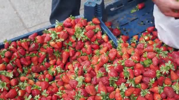 Hombres Que Venden Fresas Calle Istanbul — Vídeos de Stock