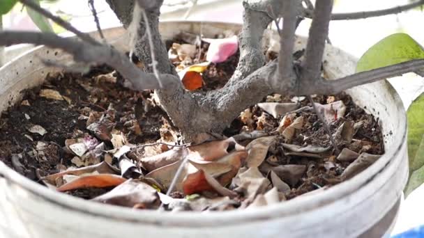 Arrosage Des Semis Fleurs Dans Jardin — Video