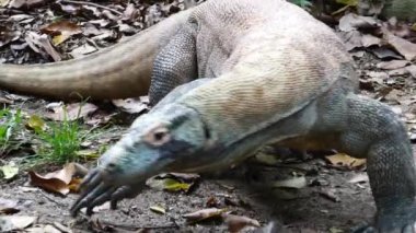  Komodo ejderhası boynunu oynatıyor.