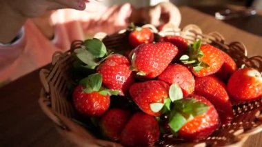 Çocuk toplayıcısı Olgun Kırmızı Çilekler,