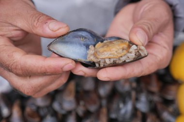 Elinde Taze Siyah Deniz Kabuğu .