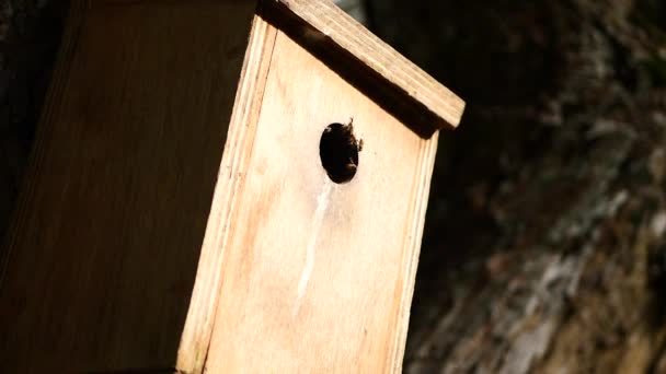 Bee Hotel Insect Hotel Tree — Video Stock