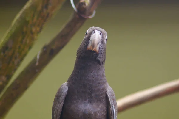 Szara Papuga Zielonym Tle — Zdjęcie stockowe