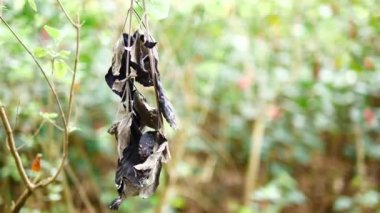 Yaprak mantar hastalığından zarar görür.