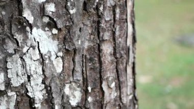 Meşe dokusunda doğal yeşil yosunları kapat