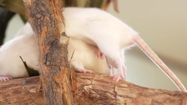 Two White Mouse Tree — Stock Video