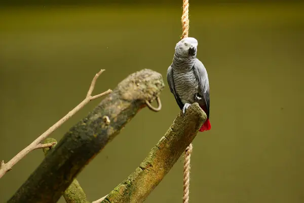 Szara Papuga Zielonym Tle — Zdjęcie stockowe