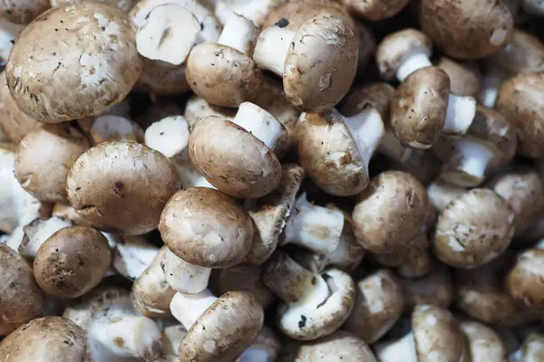 Masada bir sürü şampiyon mantar var. .