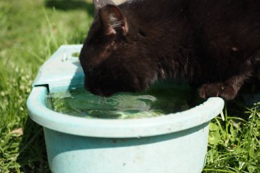 siyah renkli Kedi su dağıtıcısından temiz su içer su dağıtıcısından temiz su içer.