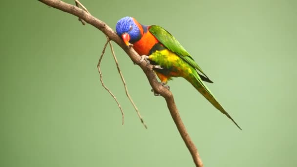 Small Parrots Stand Branch Green Background Copy Space — Stock Video