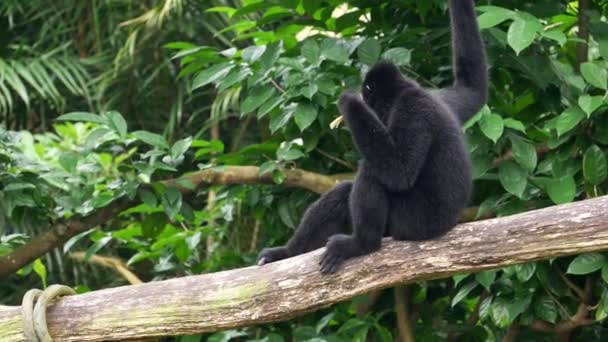 Macaco Preto Sobe Videiras Árvores Zoológico — Vídeo de Stock