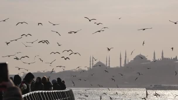 Måsar Som Flyger Blå Himmel Solig Sommardag Istanbul — Stockvideo