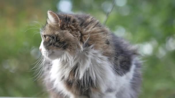 Grå Färg Katt Mot Naturen Bakgrund Utseende — Stockvideo