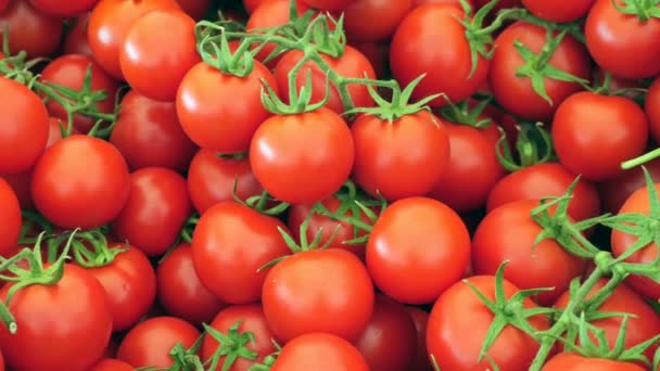 Czerwony Pomidor Żniwa Widok Góry — Wideo stockowe
