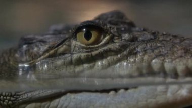 Timsah gölde yüzer. Yüksek kalite 4k görüntü