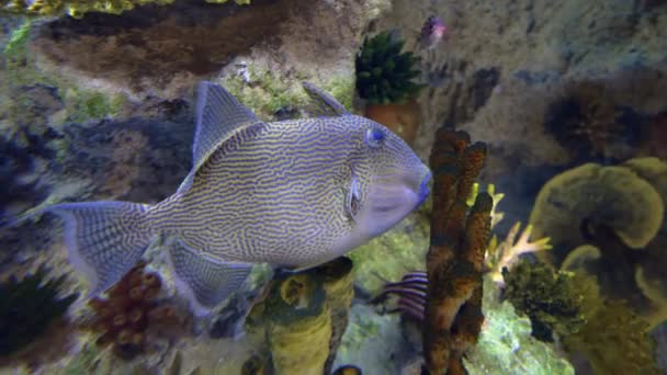 Aquarium Fish Water Close — Stok video