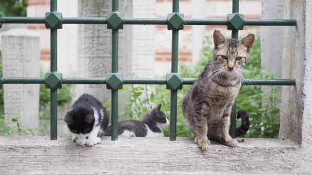Dos Gatos Jugando Aire Libre Calle Estambul — Vídeos de Stock