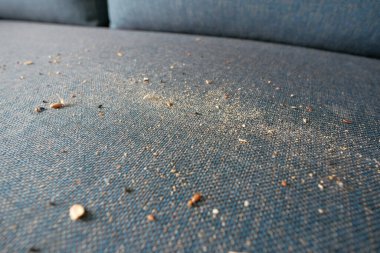 Kirli leke ya da toz gri koltukta.