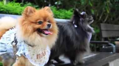 Fluffy Pedigree Pomeranian Dog Resting on a Bench .