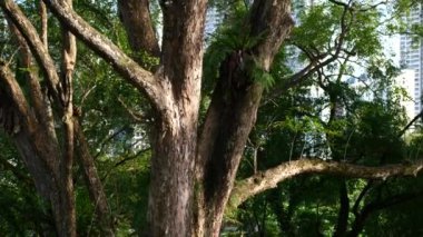 Bangladeş 'teki yerel parktaki eski ağaçlar .