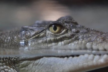 Crocodile swim on a lake. High quality 4k footage