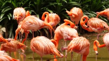 Singapur hayvanat bahçesinde toplanmış kırmızı ve pembe flamingo sürüsü. ,