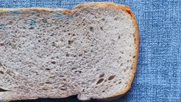 Chleb Pleśnią Produkty Zepsute — Wideo stockowe