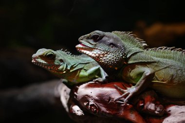 A Frilled Lizard sitting on a log
