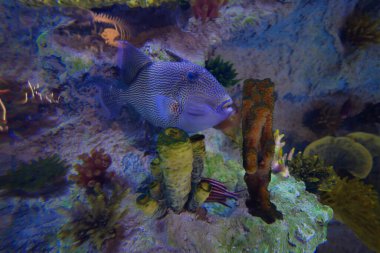 Aquarium fish in water close up .