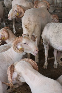 İstanbul 'da bir çiftlik arazisinde koyun hayvanı