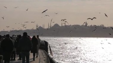Güneşli bir yaz gününde İstanbul 'da mavi gökyüzünde uçan martılar. .